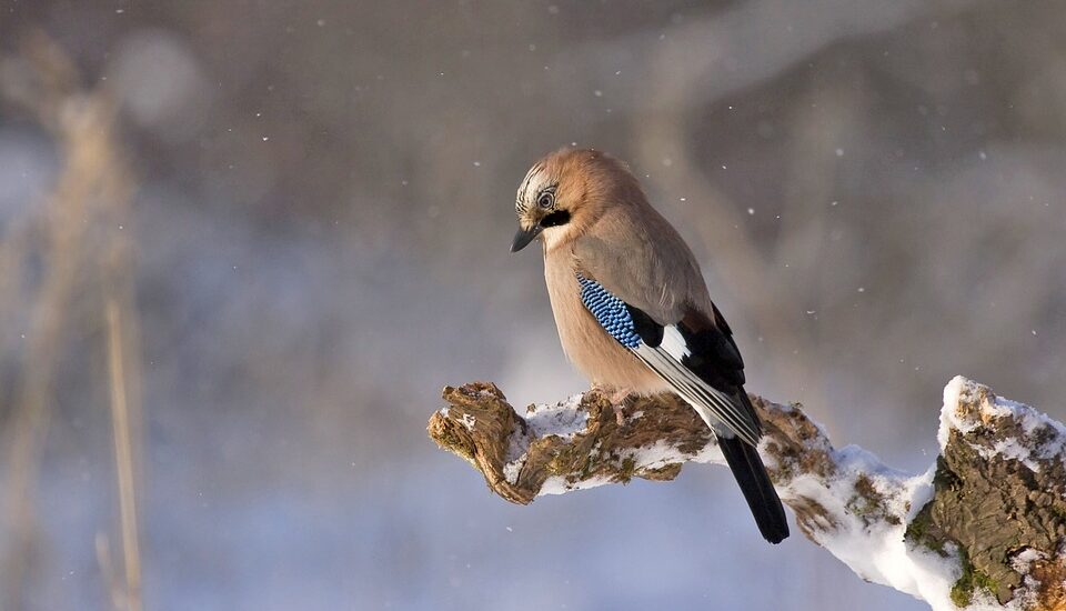 Créer un refuge pour la faune en hiver : attirer oiseaux et petits animaux