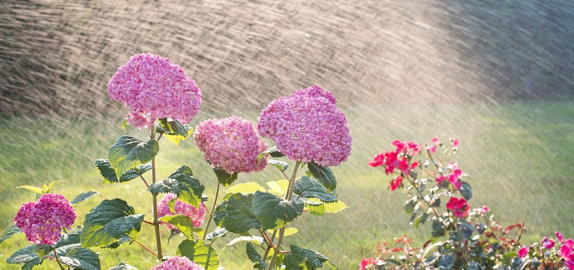 Guide saisonnier : entretenir vos fleurs tout au long de l’année