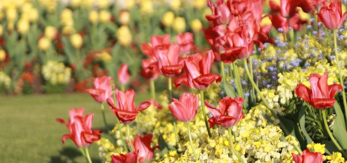 Réussir un parterre fleuri : les associations parfaites pour un visuel harmonieux