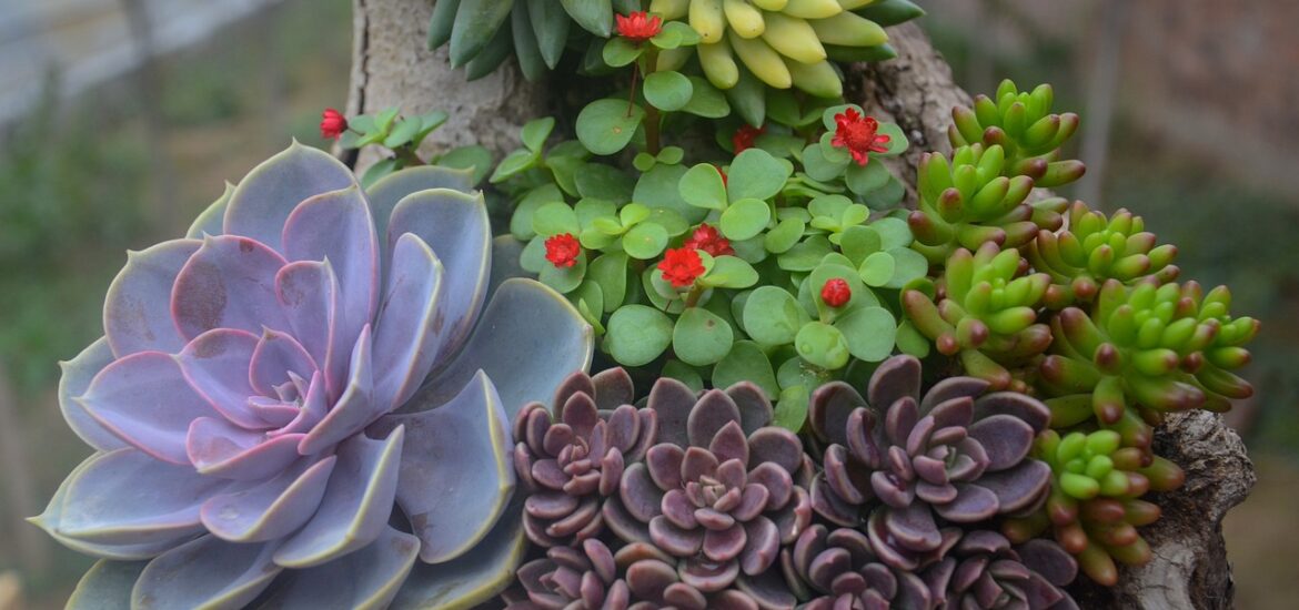 Top 10 des plantes résistantes à la sécheresse pour un jardin économe en eau